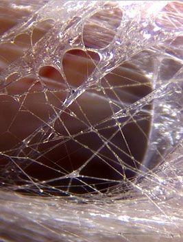 Real microscopic photo of fascia tissue showing its web-like structure